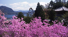 東山公園　ツツジ